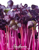 Rambo Purple Sprout – 100 Seeds