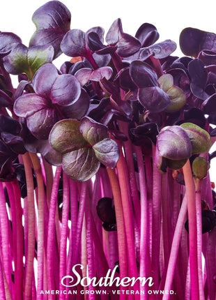 Rambo Purple Sprout – 100 Seeds