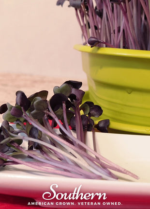 Rambo Purple Sprout – 100 Seeds