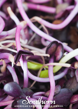 Rambo Purple Sprout – 100 Seeds