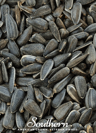 Black Oil Sunflower Sprout – 500 Seeds