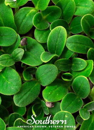 Black Oil Sunflower Sprout – 500 Seeds