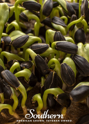 Black Oil Sunflower Sprout – 500 Seeds