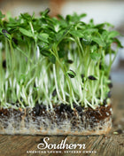 Black Oil Sunflower Sprout – 500 Seeds