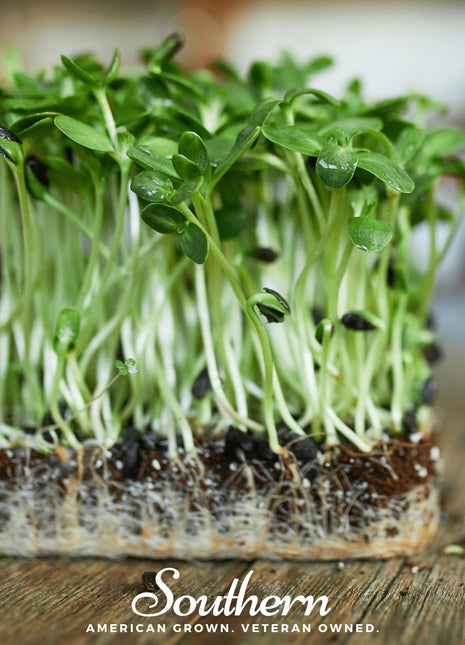 Black Oil Sunflower Sprout – 500 Seeds