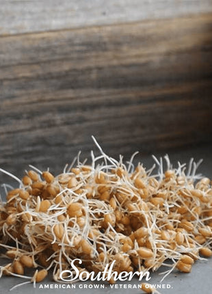 Hard Red Winter Wheat Sprout – 200 Seeds