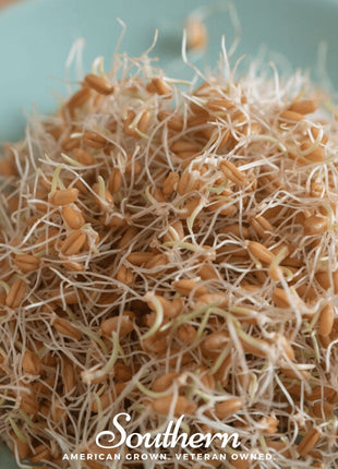 Hard Red Winter Wheat Sprout – 200 Seeds