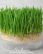 Hard Red Winter Wheat Sprout – 200 Seeds