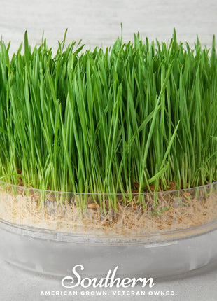 Hard Red Winter Wheat Sprout – 200 Seeds