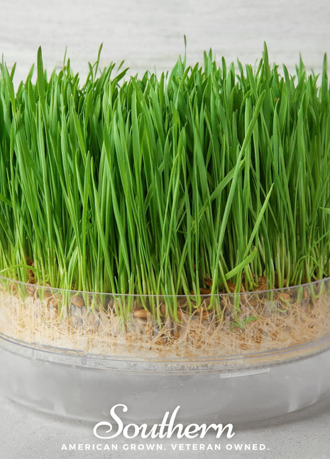 Hard Red Winter Wheat Sprout – 200 Seeds