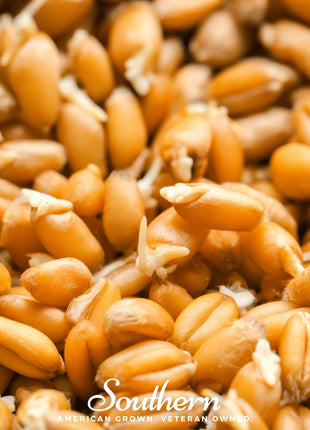 Hard Red Winter Wheat Sprout – 200 Seeds