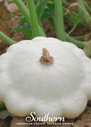 Bennings Green Tint Scallop Summer Squash – 25 Seeds