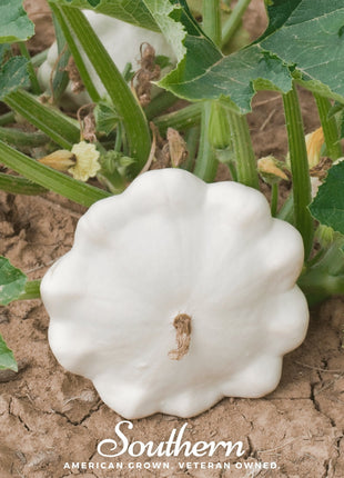 Bennings Green Tint Scallop Summer Squash – 25 Seeds