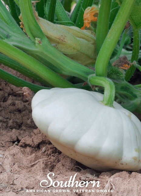 Bennings Green Tint Scallop Summer Squash – 25 Seeds