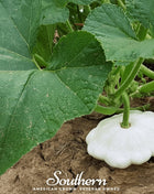 Bennings Green Tint Scallop Summer Squash – 25 Seeds