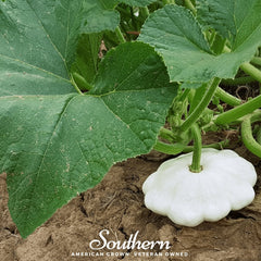 Collection image for: Squash