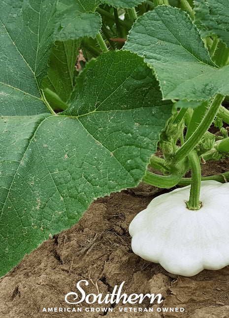 Bennings Green Tint Scallop Summer Squash – 25 Seeds