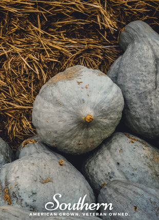 Blue Hubbard Winter Squash – 20 Seeds
