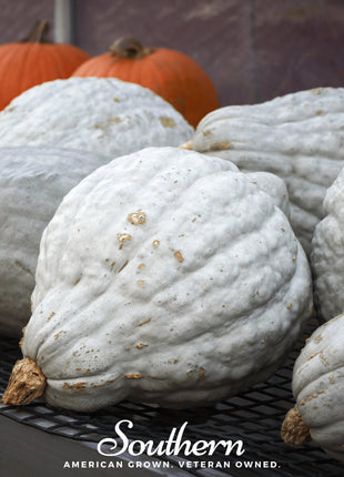 Blue Hubbard Winter Squash – 20 Seeds