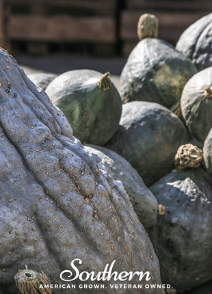 Blue Hubbard Winter Squash – 20 Seeds