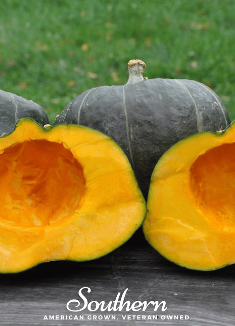 Buttercup Burgess Winter Squash – 20 Seeds