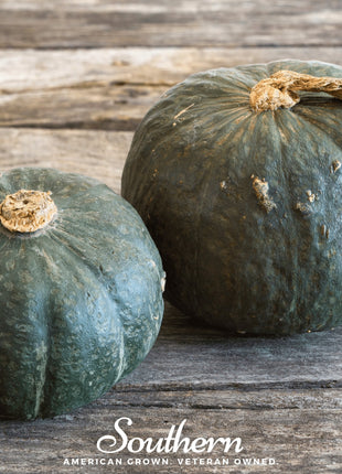 Buttercup Burgess Winter Squash – 20 Seeds