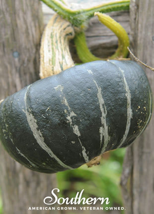 Buttercup Burgess Winter Squash – 20 Seeds