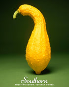 Crookneck Summer Squash – 25 Seeds