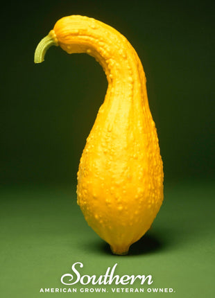 Crookneck Summer Squash – 25 Seeds