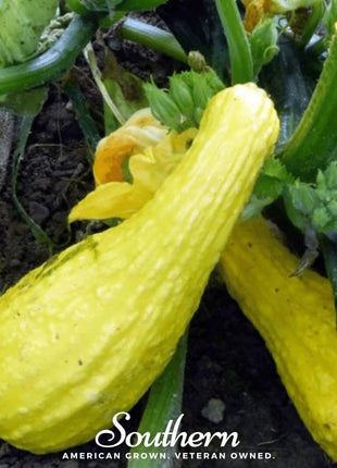 Crookneck Summer Squash – 25 Seeds