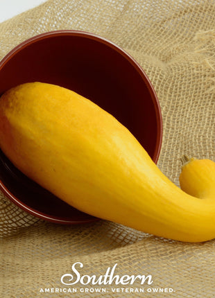 Crookneck Summer Squash – 25 Seeds