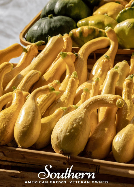 Crookneck Summer Squash – 25 Seeds