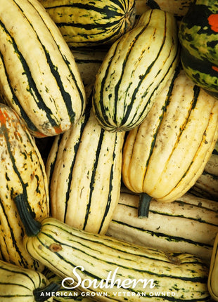Delicata Squash – 20 Seeds