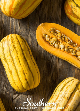 Delicata Squash – 20 Seeds