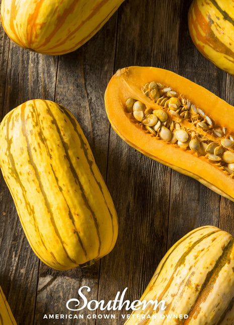 Delicata Squash – 20 Seeds