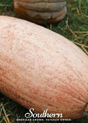 Pink Banana Squash – 25 Seeds