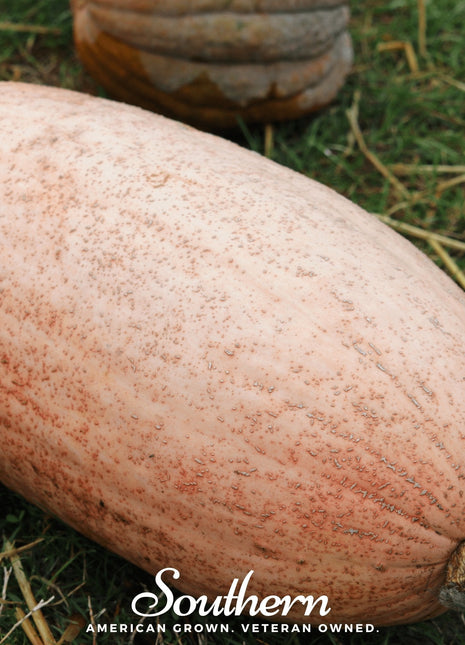 Pink Banana Squash – 25 Seeds