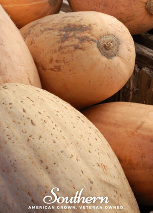 Pink Banana Squash – 25 Seeds
