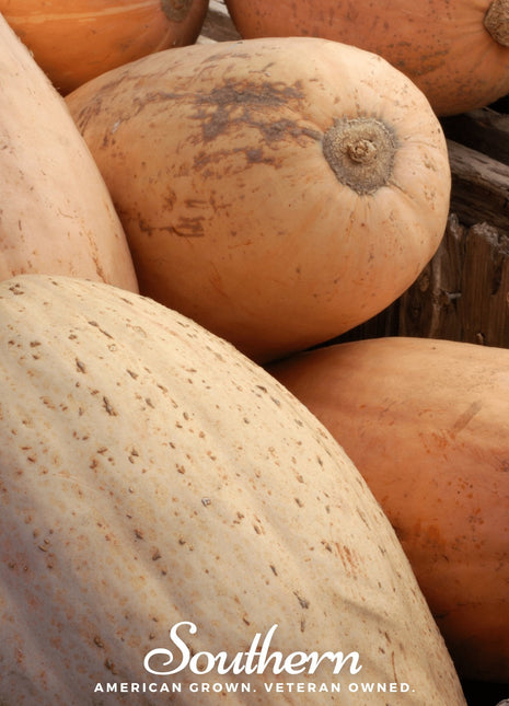 Pink Banana Squash – 25 Seeds