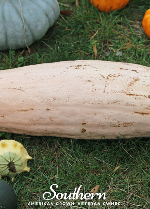 Pink Banana Squash – 25 Seeds