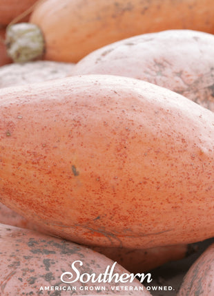 Pink Banana Squash – 25 Seeds