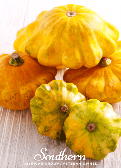 Scallop Yellow Bush Summer Squash – 25 Seeds
