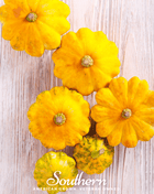 Scallop Yellow Bush Summer Squash – 25 Seeds