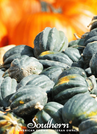Table King Acorn Winter Squash – 20 Seeds