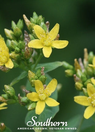 Dotted St. John’s Wort – 100 Seeds