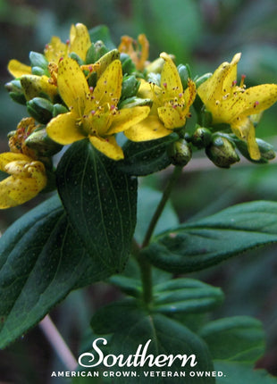 Dotted St. John’s Wort – 100 Seeds