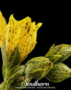 Dotted St. John’s Wort – 100 Seeds