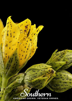 Dotted St. John’s Wort – 100 Seeds