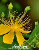 Greater St. John’s Wort – 100 Seeds