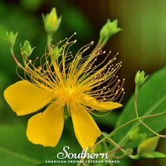 Collection image for: St. John's Wort
